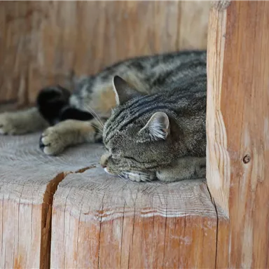Eine schlafende Katze liegt auf einem Holzstamm. Sie ist entspannt und genießt die Ruhe.