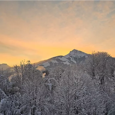 A wintry landscape with snow-covered trees and mountains. The sky is colored in soft hues during sunrise.