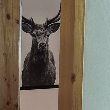 Ein Hirsch mit großen Geweihen schaut durch einen Türrahmen. Der Hintergrund ist hell und neutral.