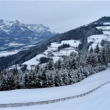 A snowy landscape with mountains in the background. Dense conifers and gentle hills characterize the scene.