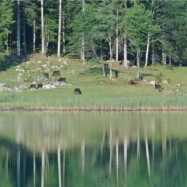 A peaceful landscape with a clear lake and the reflection of the trees. In the background, cows are grazing on the meadow.