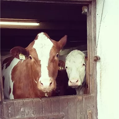 Zwei Kühe schauen neugierig aus einem Stall. Eine Kuh hat ein braunes und weißes Fell, die andere ist ganz weiß.