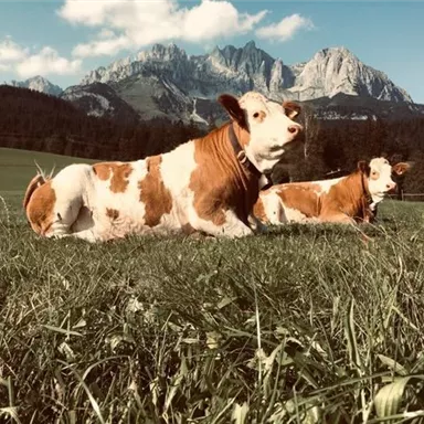Zwei Kühe liegen auf einer grünen Wiese mit wunderschönen Bergen im Hintergrund. Der Himmel ist klar und die Landschaft ist idyllisch.