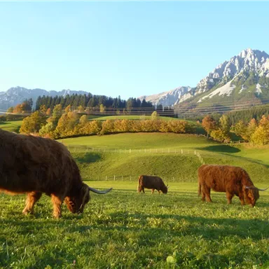 Eine malerische Landschaft mit Highland-Rindern auf grünen Wiesen. Im Hintergrund sind Berge und ein klarer blauer Himmel zu sehen.