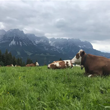 An idyll with cows on a green meadow. In the background, impressive mountains rise under a cloudy sky.