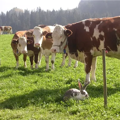 Eine Wiese mit mehreren Kühen und einem Hasen. Das Gras ist grün und die Umgebung ist ländlich.