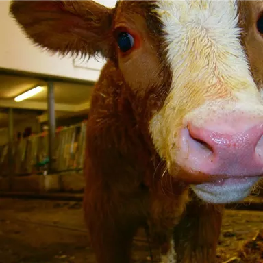 Ein neugieriges Kalb im Stall. Es hat eine gesunde, braune Fellfarbe und große, freundliche Augen.