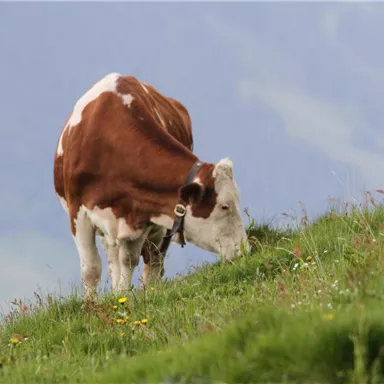 Eine braune und weiße Kuh steht auf einer Wiese und grast. Im Hintergrund sind sanfte Hügel und ein blauer Himmel zu sehen.