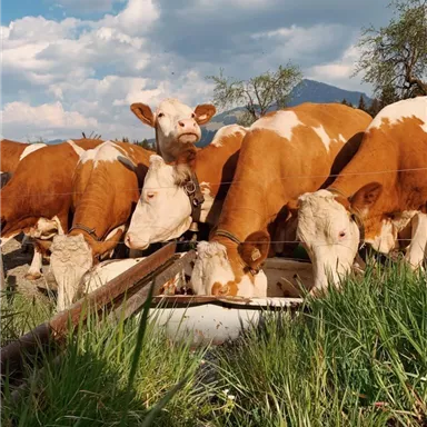 Eine Gruppe von Kühen steht auf einer Wiese und trinkt Wasser aus einer Schüssel. Im Hintergrund sind Bäume und ein blauer Himmel zu sehen.