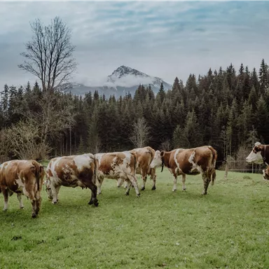 Eine Gruppe Kühe steht auf einer grünen Wiese. Im Hintergrund sind Wälder und schneebedeckte Berge zu sehen.