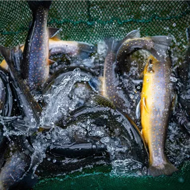 A collection of fish in a net, swimming in the water. Some fish are yellow, while others are black.