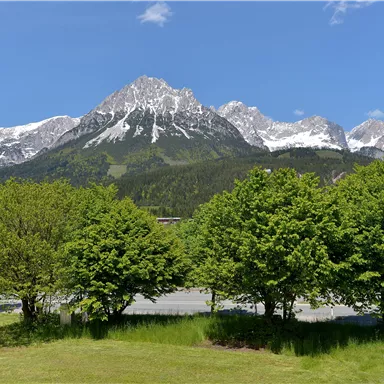 Eine beeindruckende Berglandschaft mit schneebedeckten Gipfeln und grünen Bäumen im Vordergrund. Der Himmel ist klar und blau.