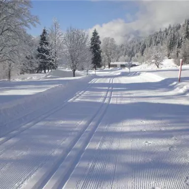 A snowy landscape with ski tracks in the snow. In the background, snow-covered trees stand under a clear sky.