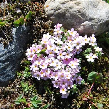 A cluster of small, delicate pink flowers grows between stones. The surroundings are green and natural.
