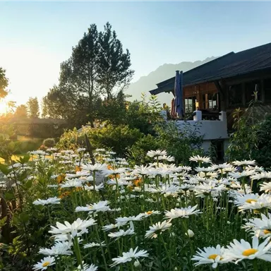 Ein schöner Garten mit vielen Gänseblümchen. Im Hintergrund scheint die Sonne hinter einem Gebäude und Bäumen.