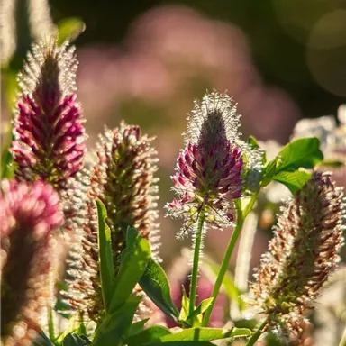 A meadow with colorful blooming plants. The plants have pointed flowers in shades of purple and pink.