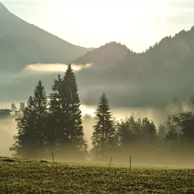 A beautiful landscape with gentle hills and tall trees. The mist gives the scene a mystical atmosphere.
