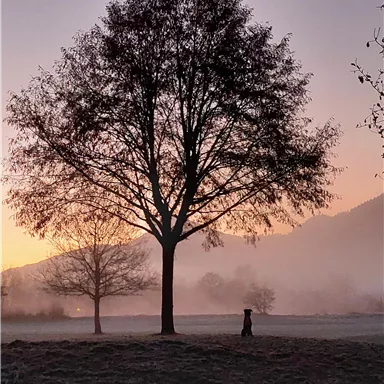 A peaceful morning scene with a large tree in the foreground and gentle hills in the background. The twilight colors the sky in soft shades of pink and purple.