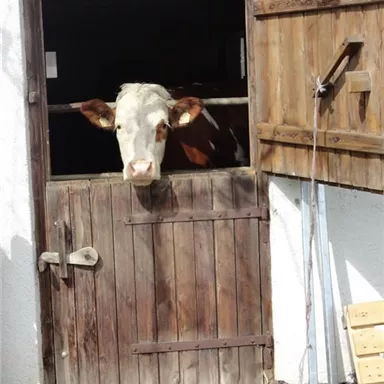Eine Kuh schaut neugierig aus einem offenen Stalltor. Das Holz und die Umgebung verleihen der Szene einen ländlichen Charme.