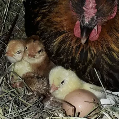 A hen is sitting in a nest with three chicks and an egg. The chicks are yellow and brown and surrounded by straw.