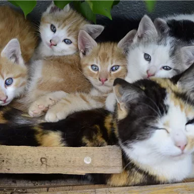Sechs Kätzchen liegen zusammen mit einer schlafenden Katze in einer Kiste. Die Kätzchen haben verschiedene Farben und Muster.