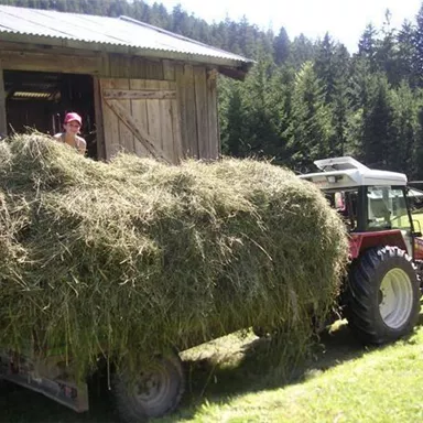 Ein Traktor transportiert eine große Ladung Heu auf einem Feld. Im Hintergrund ist eine Holzscheune und Wälder sichtbar.