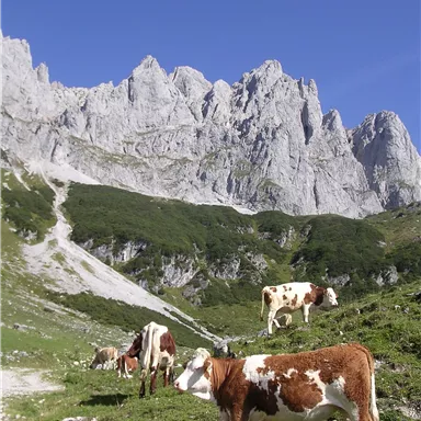 Eine idyllische Alpenlandschaft mit Kühen auf saftigem Grün. Im Hintergrund erheben sich majestätische Berge unter einem klaren blauen Himmel.