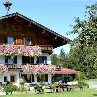 Ein charmantes Holzhaus mit bunten Blumenbalkonen. Umgeben von Bäumen und einer grünen Wiese.