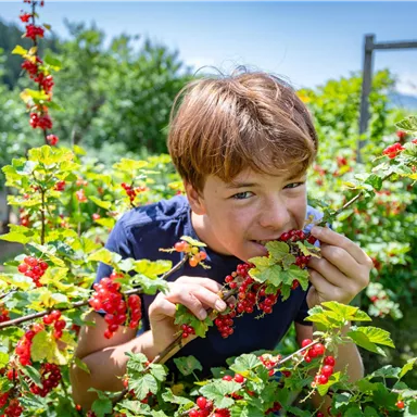 Ein Junge steht zwischen Johannisbeersträuchern und nascht die reifen Früchte. Die Umgebung ist grün und sonnig.