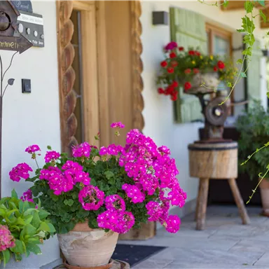 Ein gemütlicher Eingangsbereich mit bunten Blüten in Töpfen. Die pinken Geranien und grünen Pflanzen schaffen eine einladende Atmosphäre.