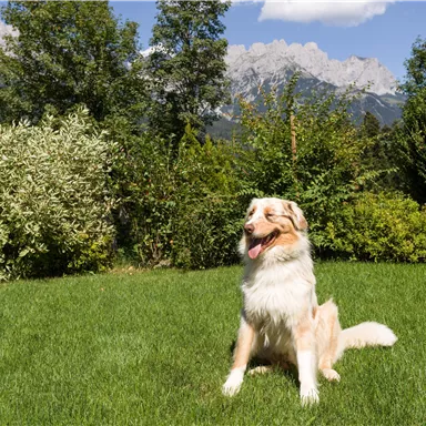Ein fröhlicher Hund sitzt auf einer grünen Wiese. Im Hintergrund sind Berge und Bäume zu sehen.