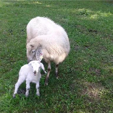 A mother sheep with her lamb stands on a green meadow. Both animals are peaceful and seem comfortable.