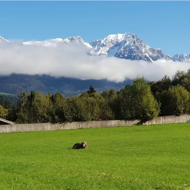 A green meadow with a lying animal in the foreground and snow-covered mountains in the background. The sky is clear and there are a few clouds.