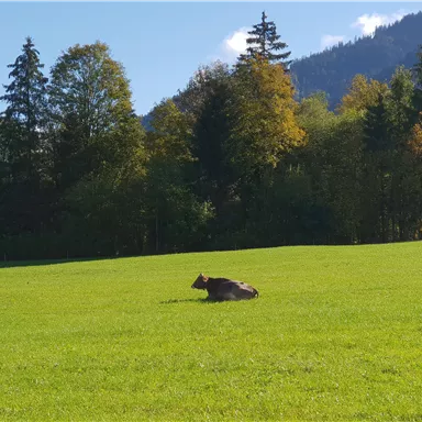 A cow is lying in a green meadow. In the background, there are trees and a blue sky visible.