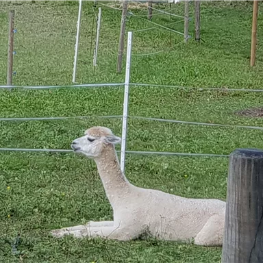An alpaca is lying peacefully on the meadow. In the background, fences and green grass are visible.