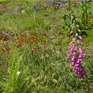 A colorful garden with bright orange and pink flowers. Green plants and ferns frame the blooming scene.