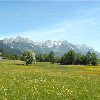 Eine weitläufige Wiese mit bunten Blumen und grünen Bäumen. Im Hintergrund sind beeindruckende Berge und ein blauer Himmel zu sehen.