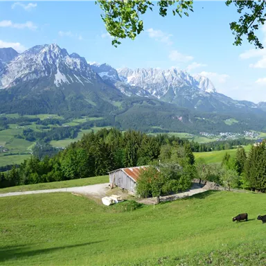 A picturesque landscape with green meadows and impressive mountains in the background. In the foreground, there is a small barn and some cows.