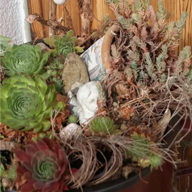 A pot with various succulents and dry plants. In the background, small stones and a piece of ceramic are visible.