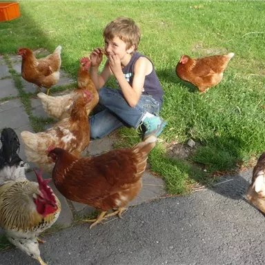 A child is sitting on the ground and smiling, surrounded by chickens. In the background, a green meadow and a few stones can be seen.