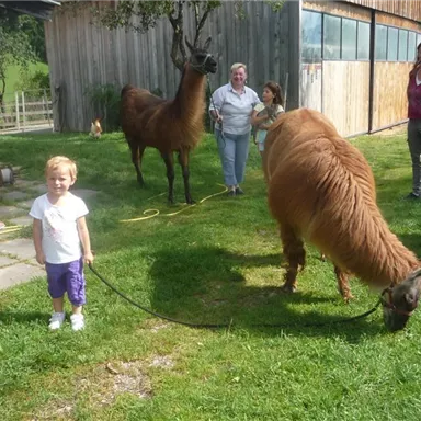 A little girl is standing in a meadow with two llamas, while adults stand in the background. The scene conveys a friendly and relaxed atmosphere on a farm.