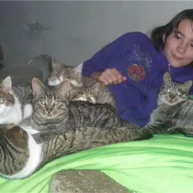 A girl is lying on a colorful blanket, surrounded by several cats. The cats are lounging around her and looking at the camera.