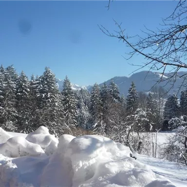 A winter landscape with snow-covered trees and a clear blue sky. In the foreground lies a white blanket of snow.