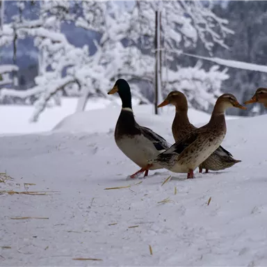 Eine Gruppe von Enten geht über einen schneebedeckten Weg. Im Hintergrund sind verschneite Bäume zu sehen.
