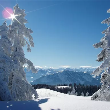 A snowy winter landscape with frosty fir trees. The mountains in the distance are clearly visible under a radiant blue sky.