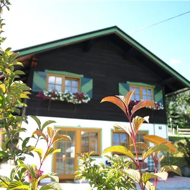 Ein traditionelles Haus mit einem Holzfassade und bunten Fensterläden. Im Vordergrund sind grüne Pflanzen und bunte Blätter sichtbar.