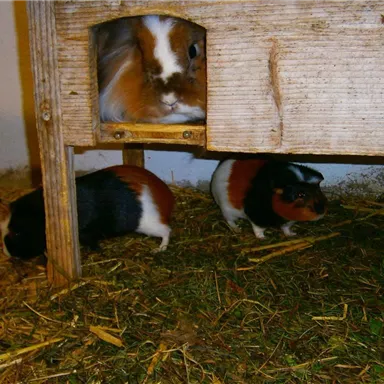 Drei Meerschweinchen in einem Stall. Ein Meerschweinchen schaut neugierig aus einer Öffnung, während die anderen auf dem Boden fressen.