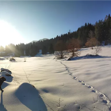 Ein schneebedecktes Feld mit zwei Hunden, die in der Winterlandschaft spielen. Im Hintergrund lässt die Sonne die Bäume leuchten.