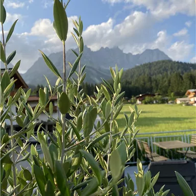 A green plant in the foreground in front of a picturesque mountain landscape. In the background, gentle hills and a clear sky can be seen.