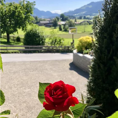 A red rose blooms in the foreground, while a green landscape with mountains can be seen in the background. The sky is clear and blue.